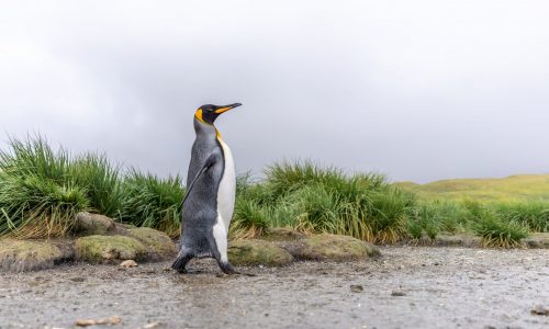 Pinguin auf dem Weg zu seinem Ozean